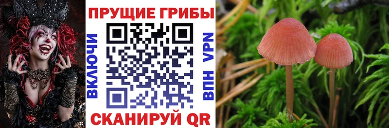 Псилоцибиновые грибы GOLDEN TEACHER  Волгодонск 