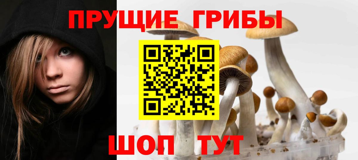 Волгодонск  Псилоцибиновые грибы прущие грибы  Псилоцибиновые грибы прущие грибы  Вход с VPN 